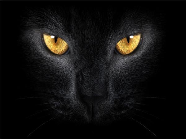 Siyah Kedi Görseli Duvar Kağıdı 075