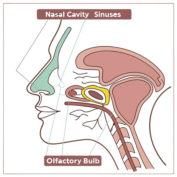 Kulak Burun Boğaz (KBB) Anatomi Klinik Duvar Kağıdı